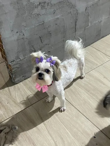 Cachorra Shitzu 