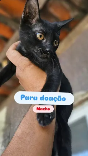 4 Filhotes de gato com 3 meses, ja vermifugado