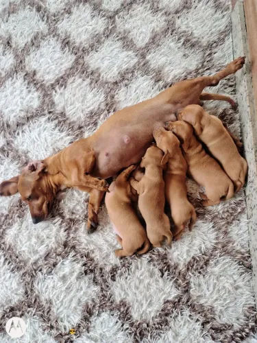 Filhotes de Basset