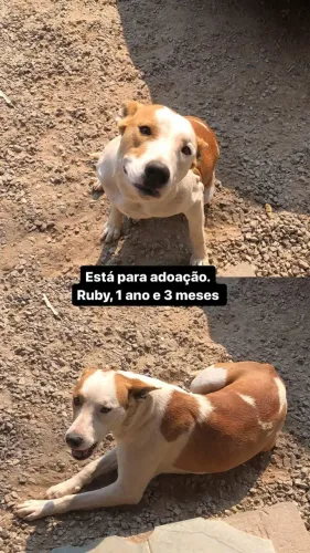 Doação de cachorro 
