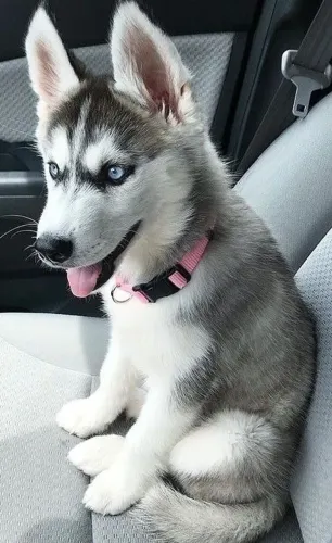 Husky Siberiano Um laço que permanece constante