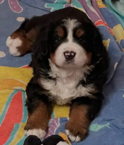 Bernese Mountain dog filhotes 
