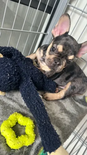Bulldog Frances