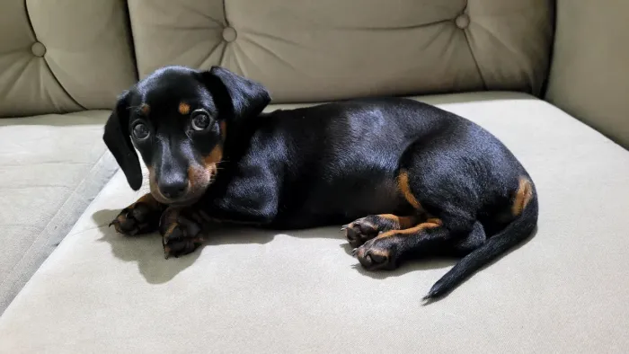 Filhote fêmea padrão mini dascshund/linguicinha/salsichinha