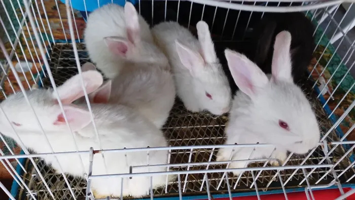 Coelhinhos fofos.