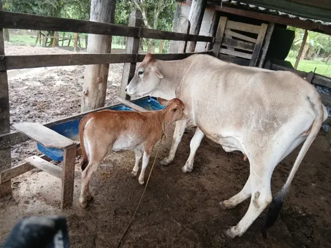 Novilha Jersey com bezerra femea 30 dia de parida.