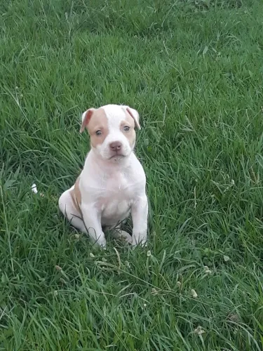 Pitbull puro com pedigree 