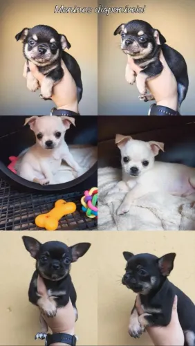 Machinhos chihuahuas curto! Leia!
