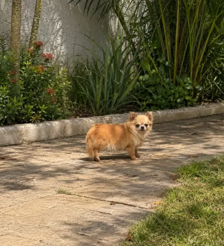 Chihuahua adultas á venda