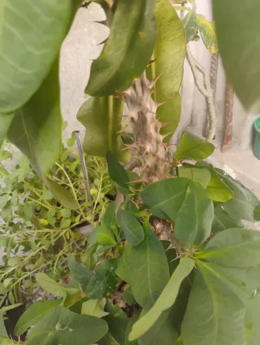 Planta coroa de cristo