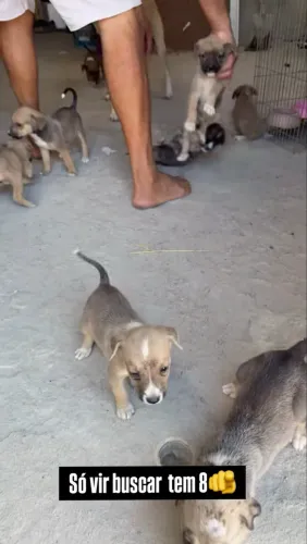 Cachorros