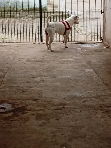 Vendo meu Pitbull