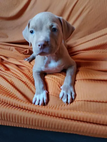 Filhote de Pitbull linhagem pura 300