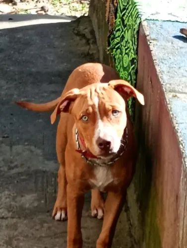 Pit Bull filhote