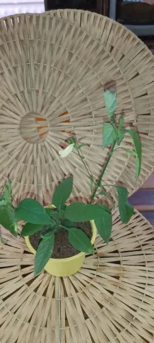 Vaso de flor Ruélia Amarela ? 2 Mudinhas