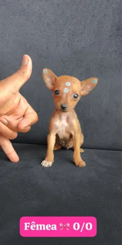 Pinscher vermifugado e vacinado 48 dias