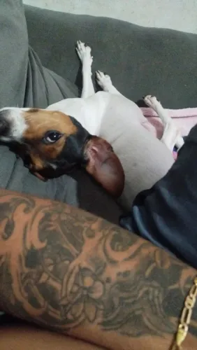 Vendo filhote femea de foz paulistinha