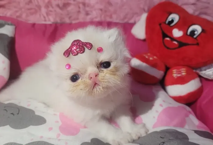 Vendo filhotes de gatos persa