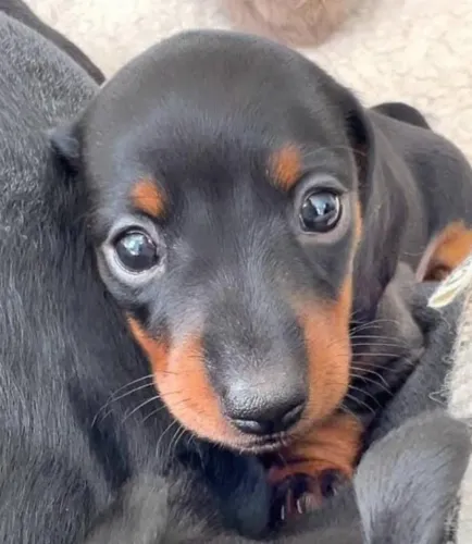 Basset Mini Filhotes Dachshund Queridos.