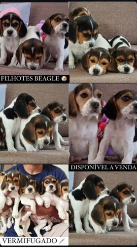 Filhote de Beagle 