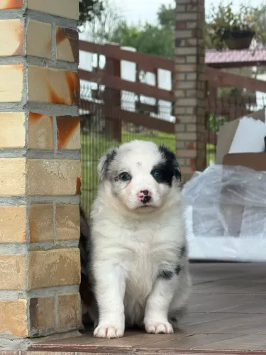 Vende-se filhotes Border Collie