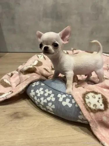 Baby carinhoso e brincalhão Chihuahua