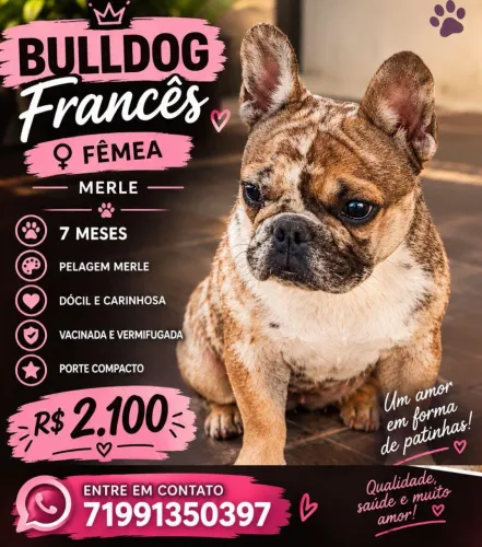 Filhote fêmea de Bulldog francês merle 