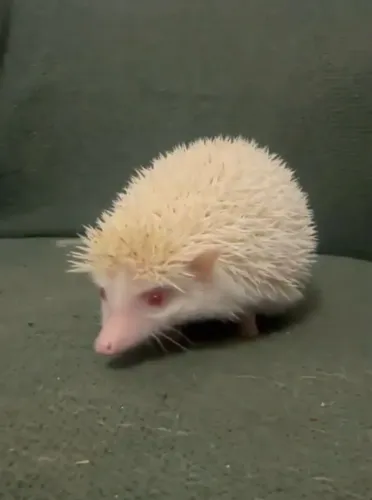 Hamster com espinho roedores 