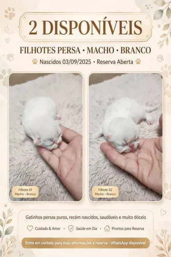 Filhotes de gatos persa