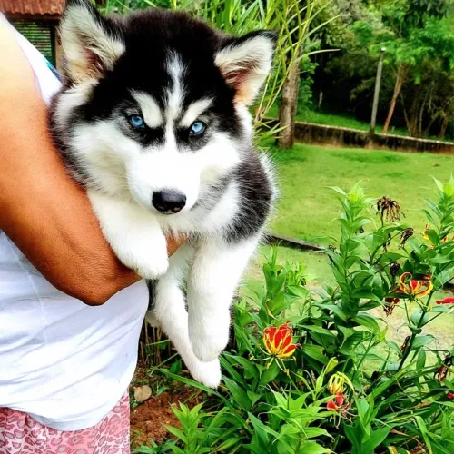 Husky Siberiano- Filhotes Wooly c/ Garantia