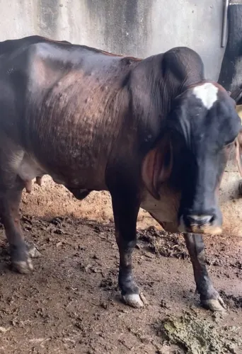 VACA GIROLANDA PARIDA DANDO LEITE COM BEZERRO MACHO NO PE
