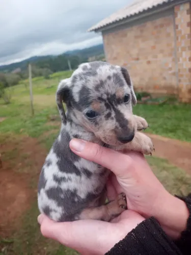 Danshund Fêmea Arlequim Disponível 