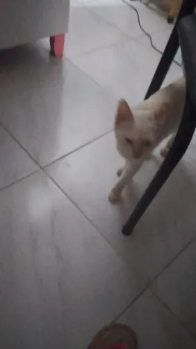 Gato pra doação