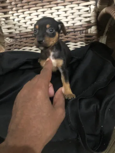 Pinscher pequeno porte Fêmea disponível 800,00