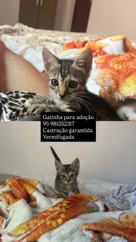 Gatinha para adoção