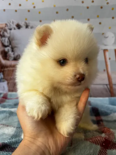 Filhote de Spitz alemão anão macho