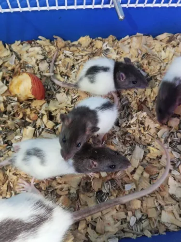 Galinha caipira