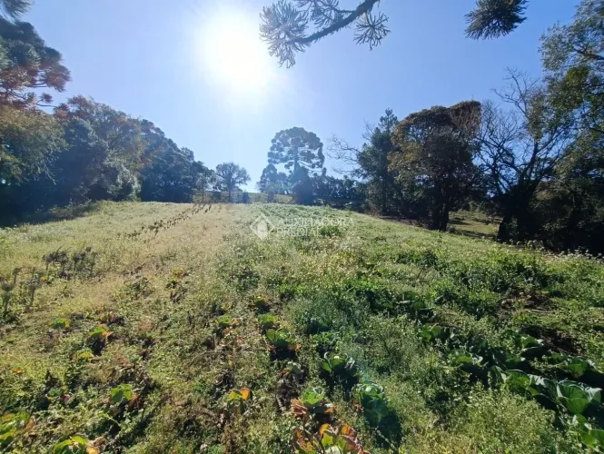 Chácara à venda, 19271 m² por R$ 698.000,00 - Avencal - São José dos Pinhais/PR