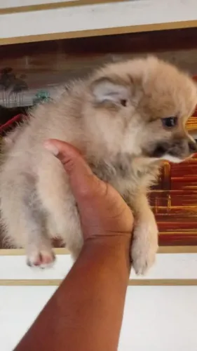 Lulu pomerania macho