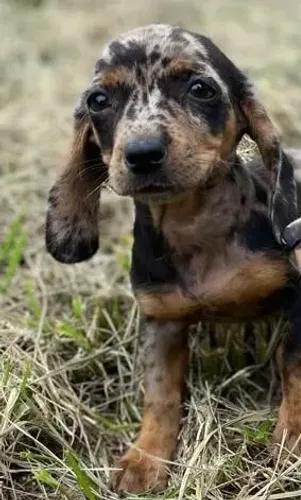 Basset teckel muito carismatico