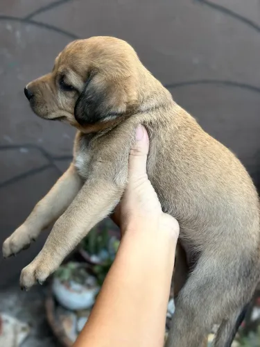 Cachorro para adoção