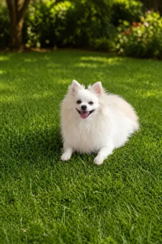Spitz alemão macho