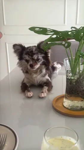 Chihuahua pelo longo para cruzar