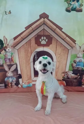 Vendo e troco por filhote fêmea 