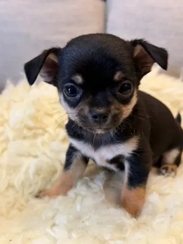 Cachorro