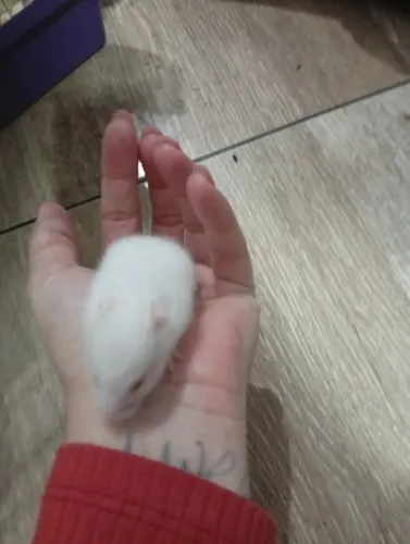 Hamster filhote
