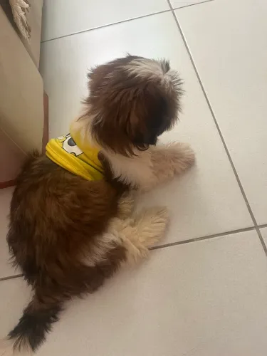 Filhote de shih tzu
