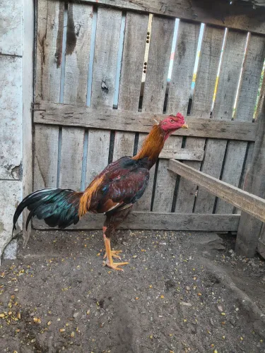 Frango índio brasileiro criação própria vale a pena conferir.