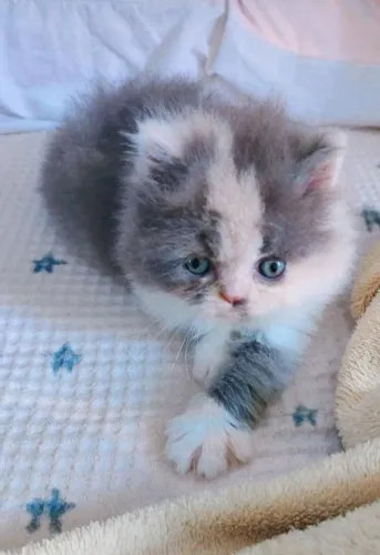Gatinha PERSA filhote 