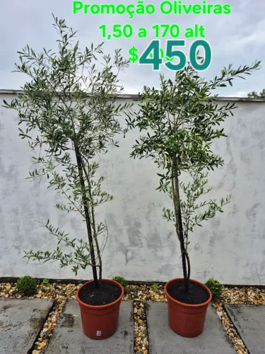 Oliveiras centenárias